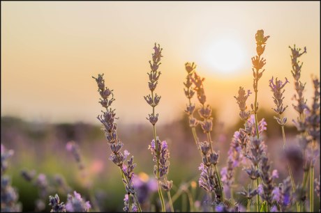 Letty Huckerby "Sunset Shining Through. Gives the lavender a whole new light" - 25th July 2017