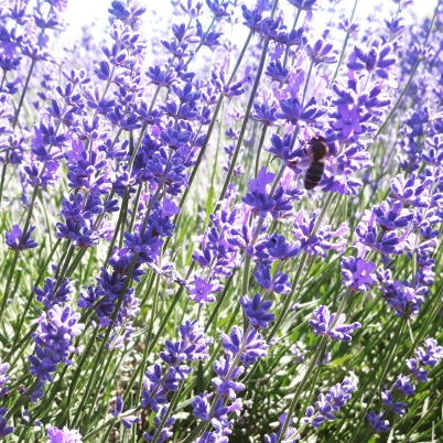 Bees Love the Lavender