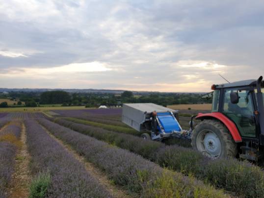 Lavender Harvesting - 06/08/19