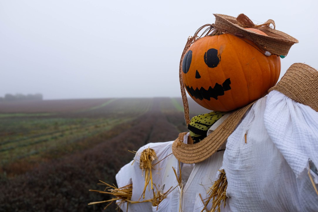 A pumpkin scarecrow in front of the lavender rows on the main field.